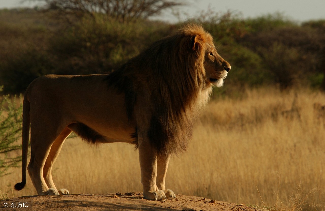 狮子自幼被人养育如同大猫,为保护人类父母与野熊决战