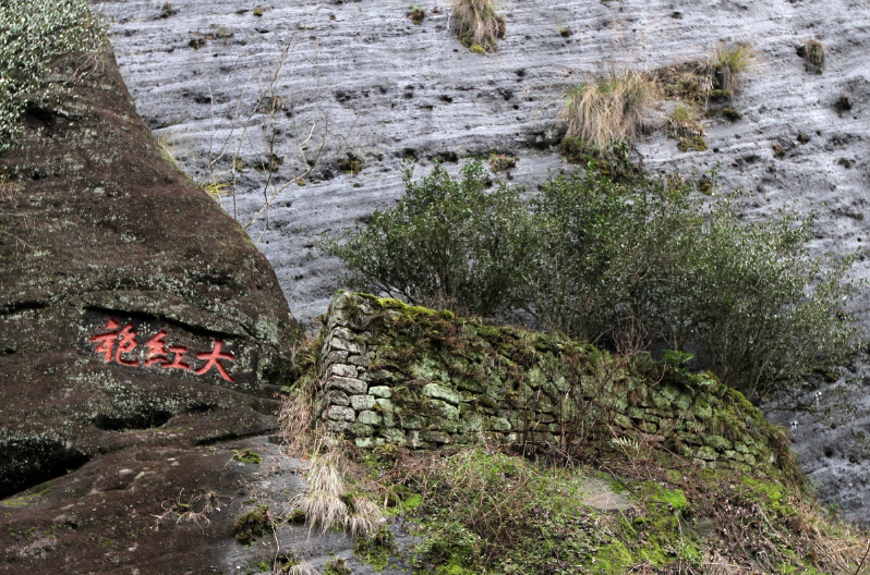母树大红袍茶已停止采摘12年你知道20克可卖多少钱吗