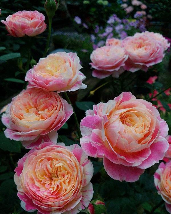 喜欢牡丹,不如养盆精品月季"法国莫奈",变化多彩,花香四溢!