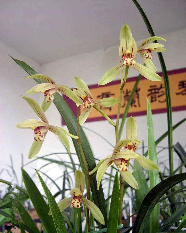 好看好养又芳香,养家里,美爆阳台空气好|芳香|美爆|金香玉_新浪新闻