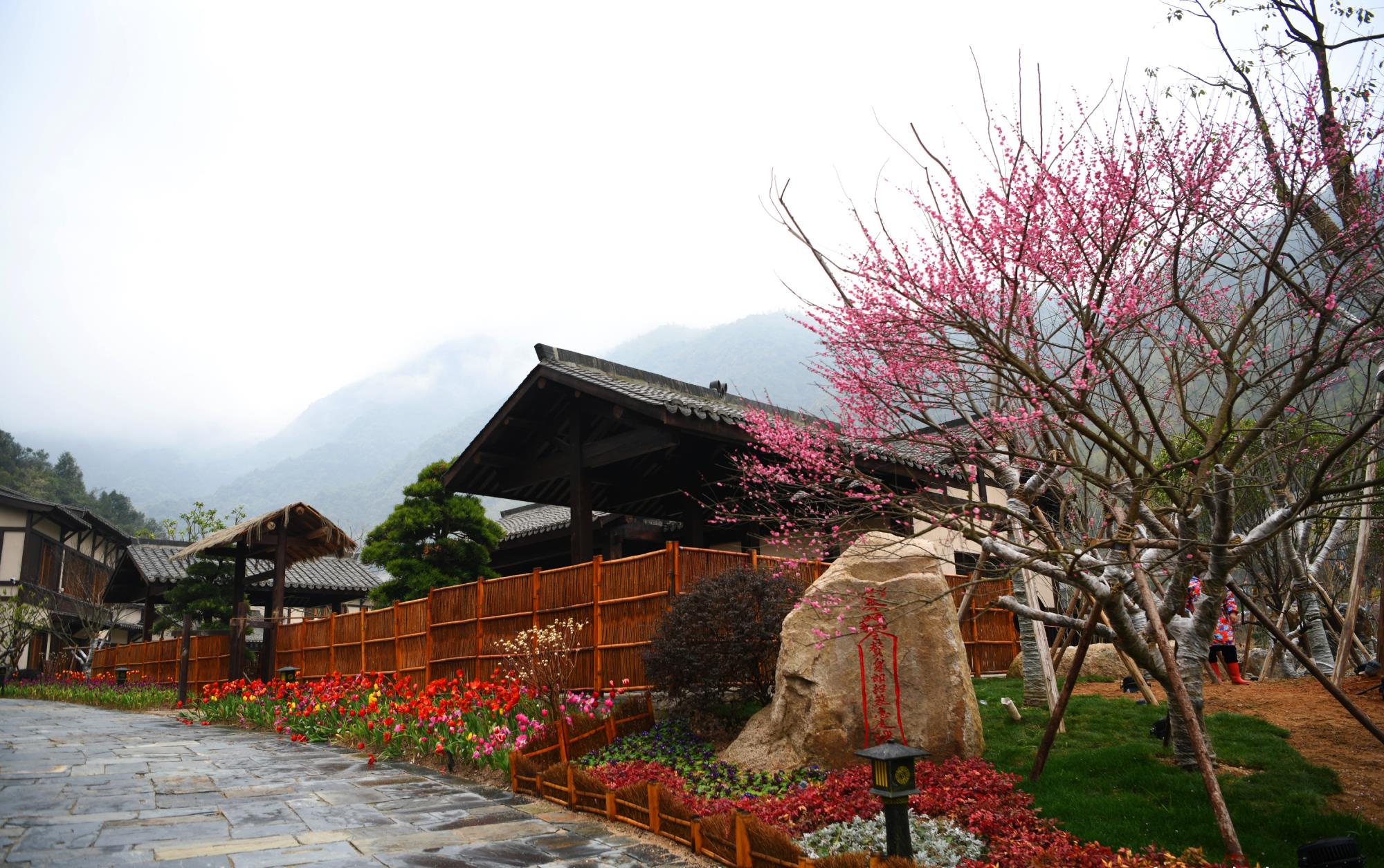 铅山葛仙村度假区2月23日起恢复开放,千株梅花开待君来!