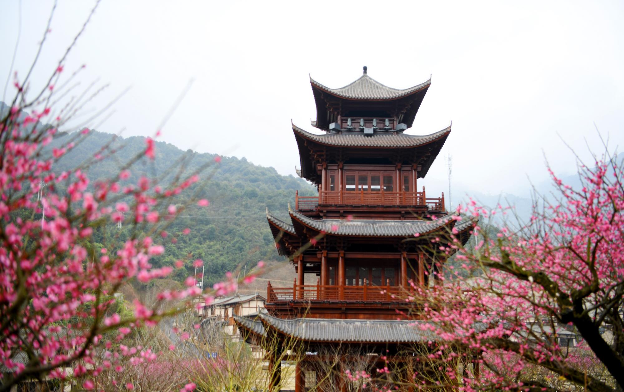 铅山葛仙村度假区2月23日起恢复开放,千株梅花开待君来!