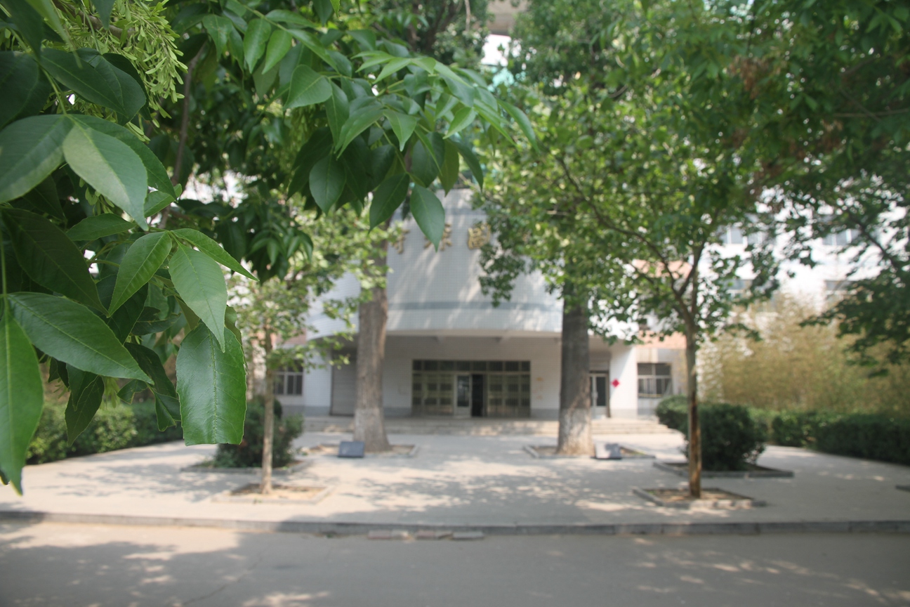 沧县中学两棵相依的树