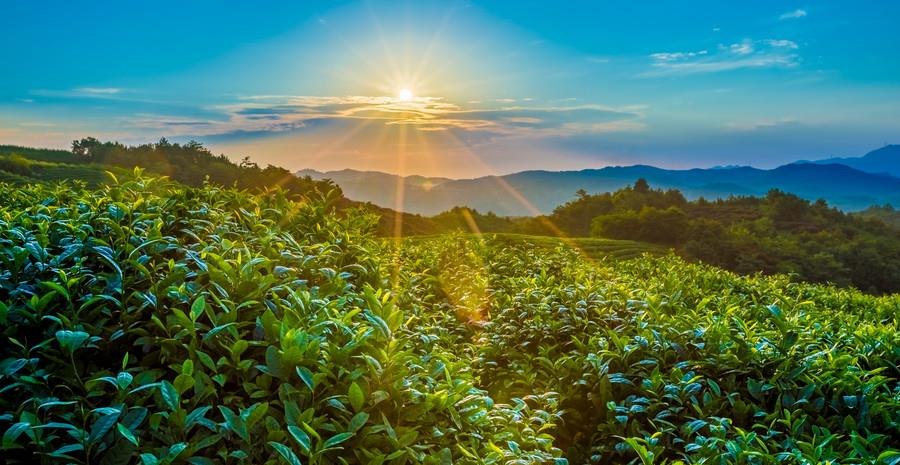 运势如日中天的3属相,12月下旬,喜鹊蹦蹦跳,钱袋满满