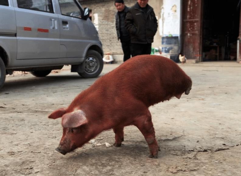 小猪用两条腿走路,姿态如"拿大顶",确实生活不容易
