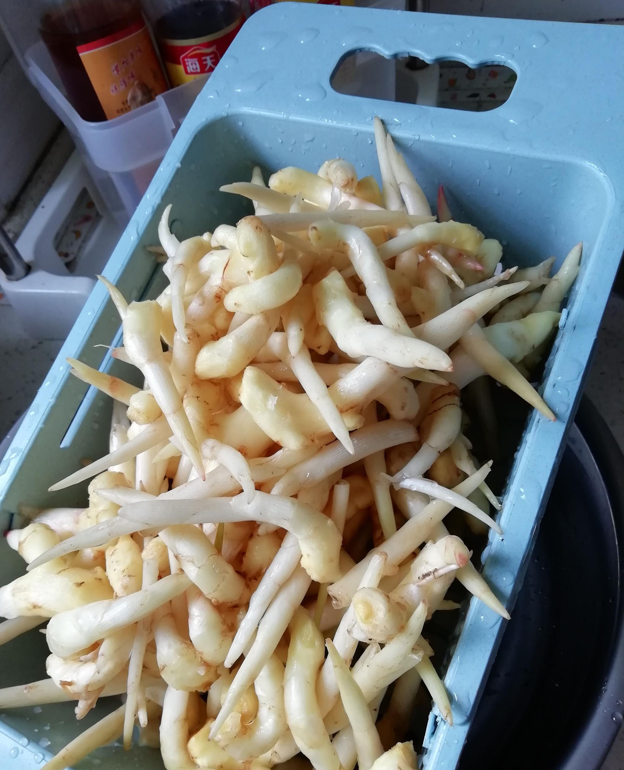 豆芽容易吃到想吃姜芽要等上一年