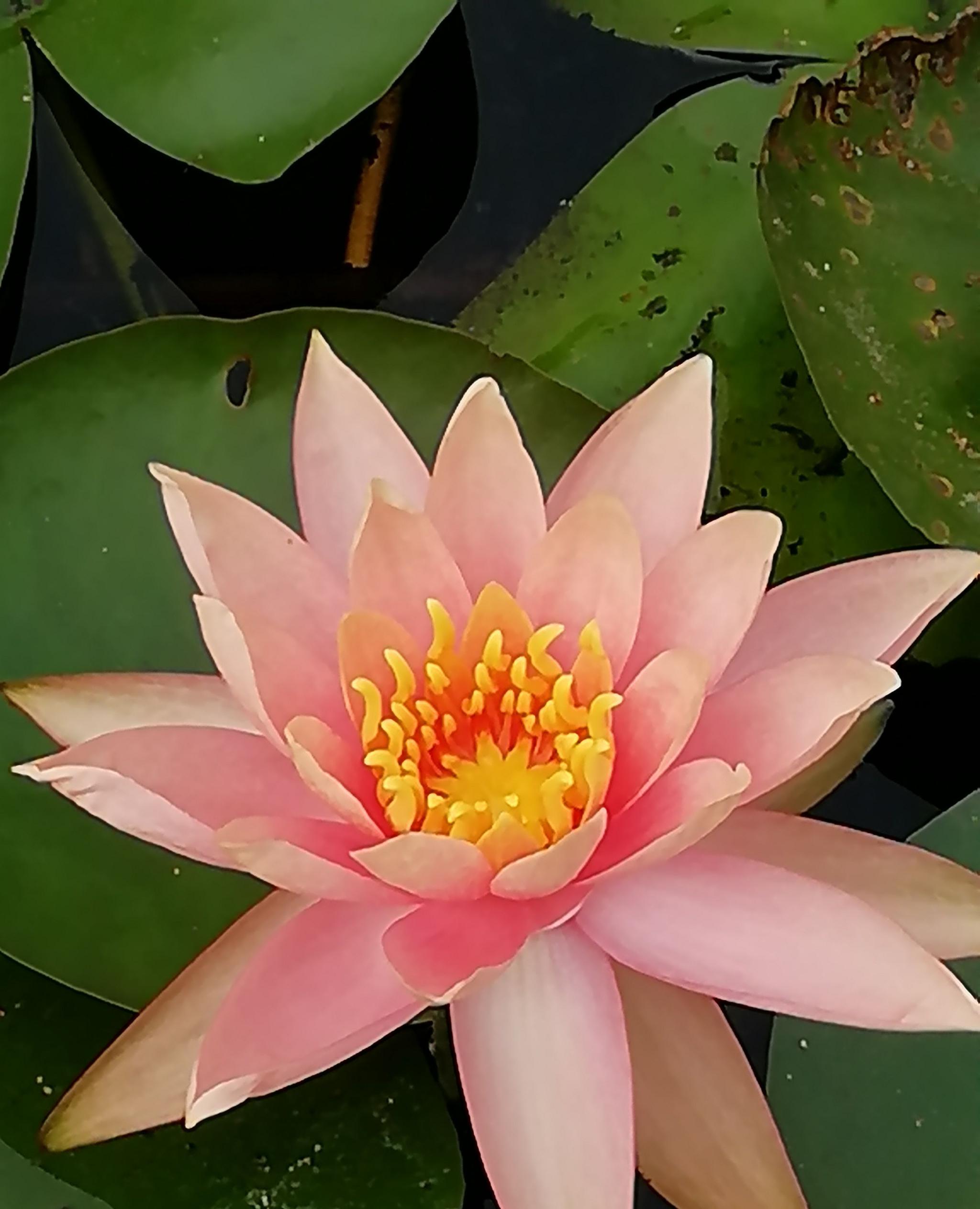 睡莲,每一朵睡莲花都藏着不一样的惊艳