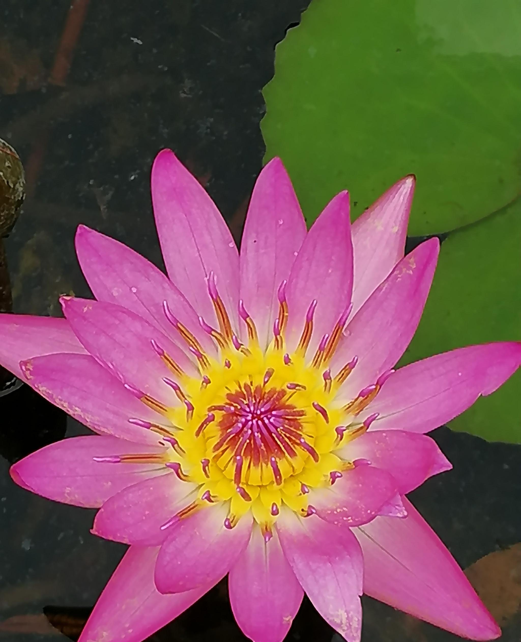 睡莲,每一朵睡莲花都藏着不一样的惊艳