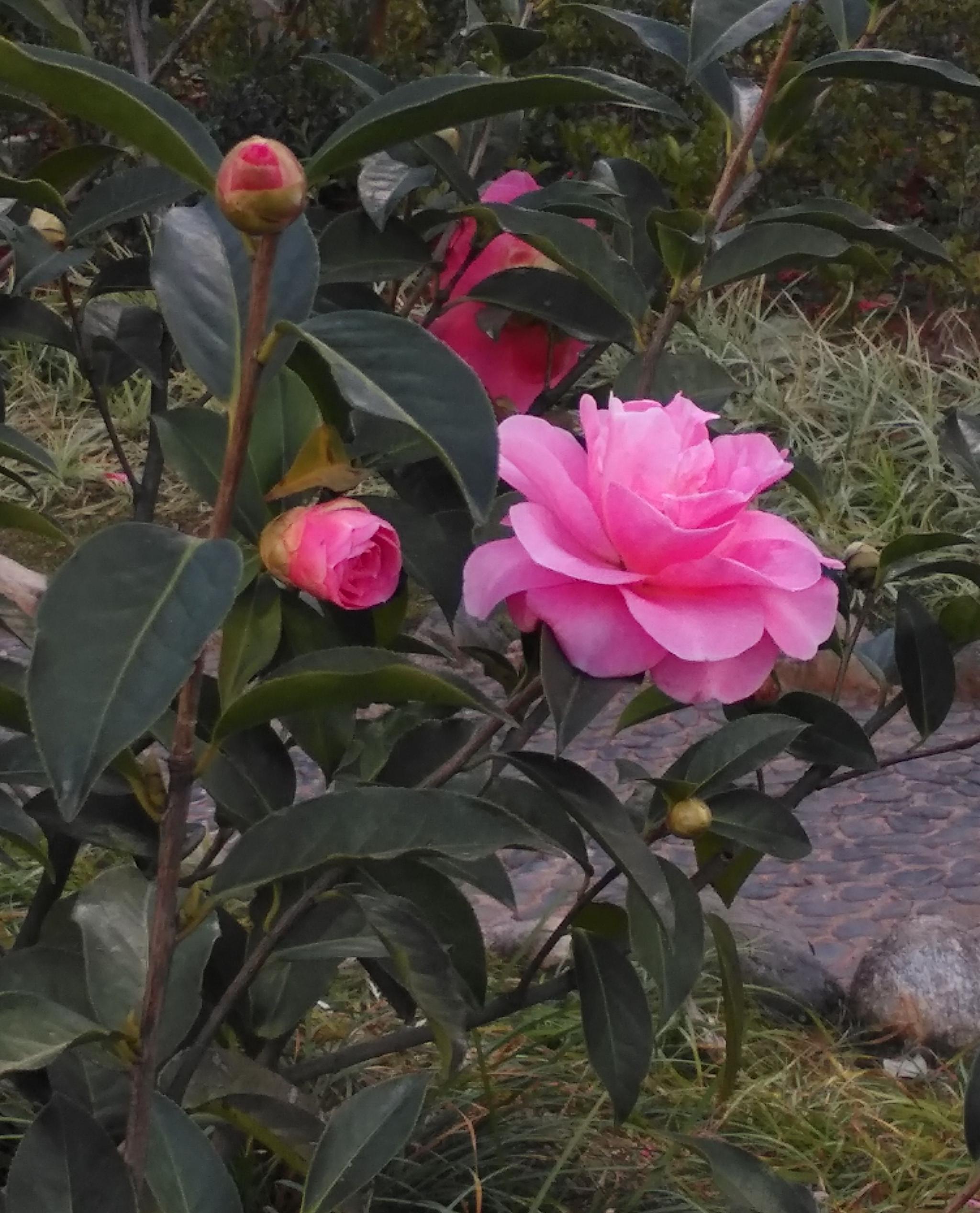 粉色山茶花图片素材-编号39021061-图行天下
