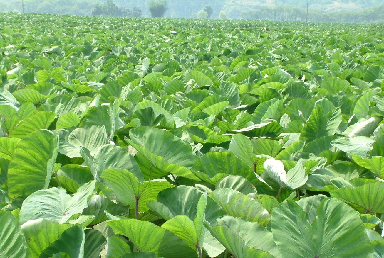 香芋味道香甜软糯想要高产除了施肥日常管理工作也很重要