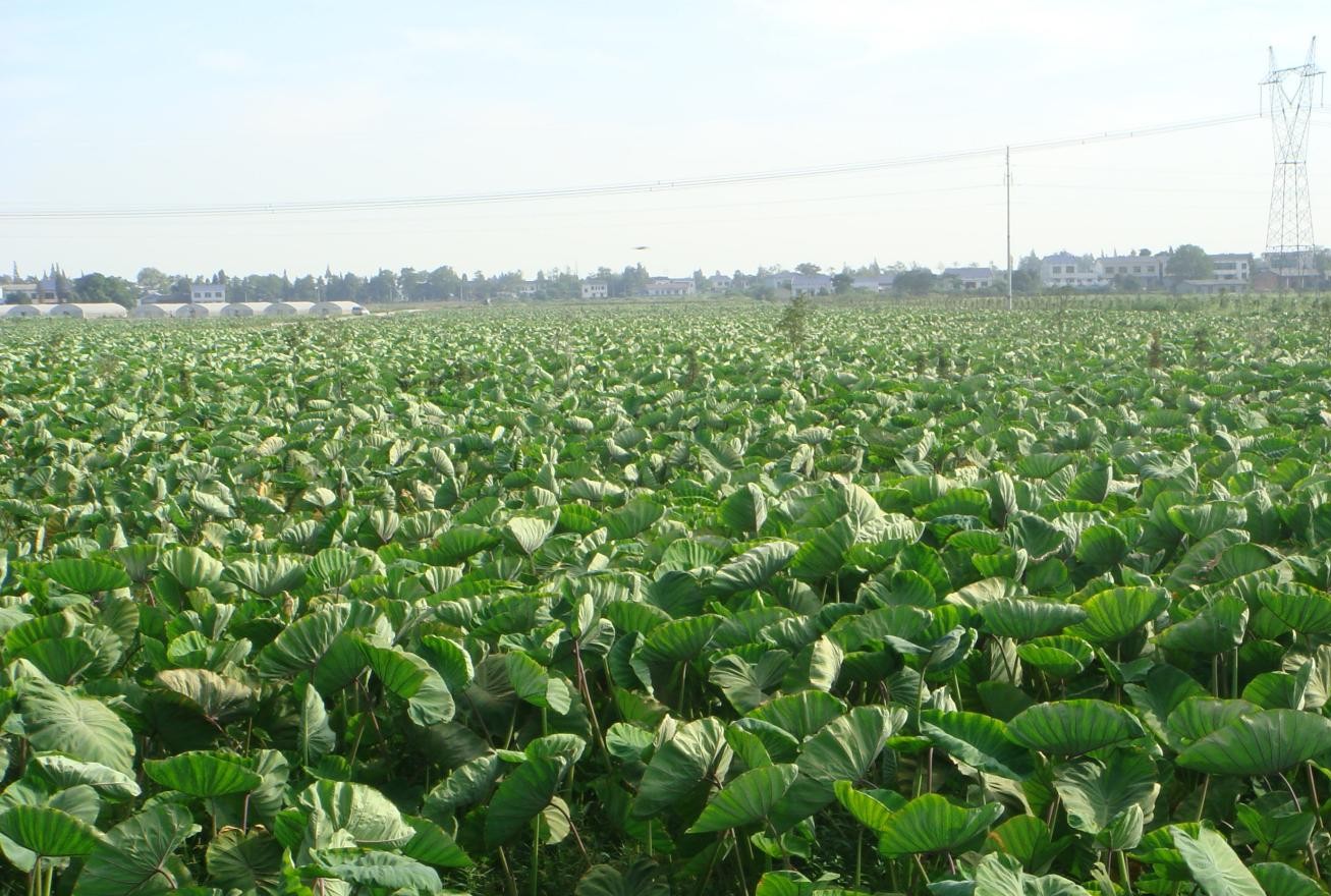 香芋的市场需求一直居高不下,种植面积也越来越广,一般情况下,香芋