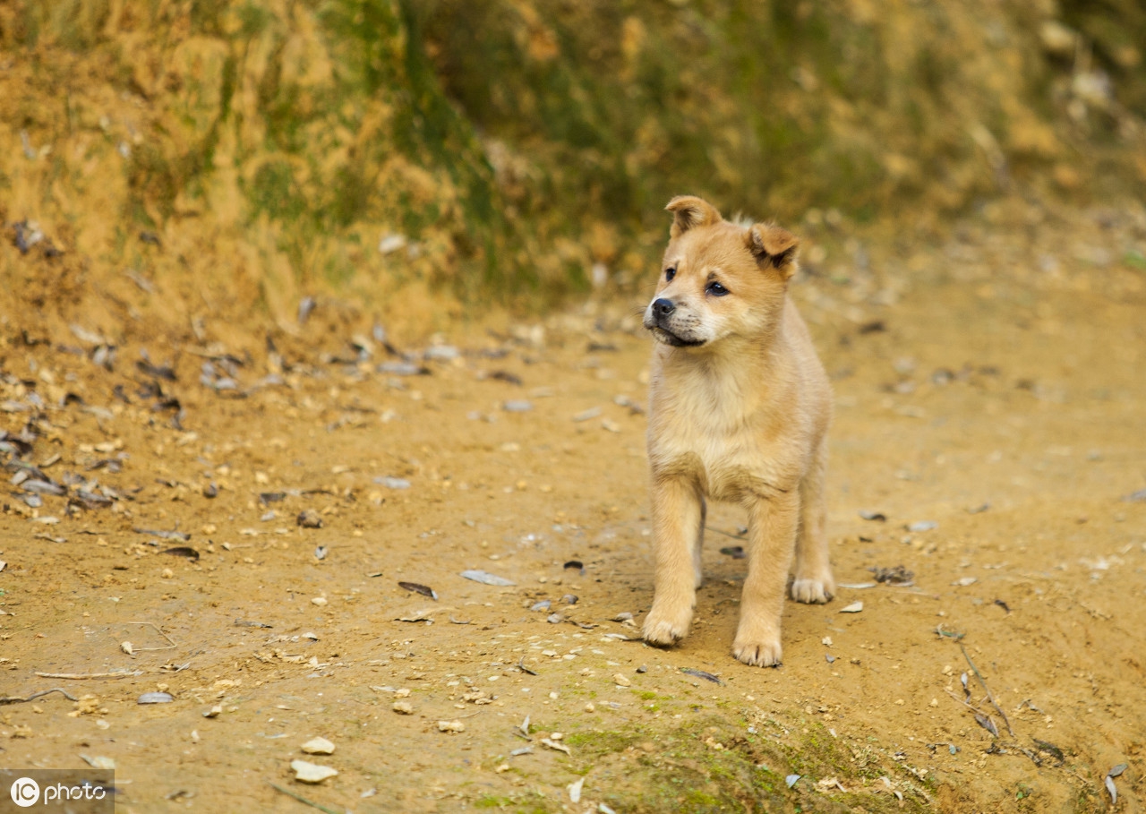 北方有的地方又叫"柴狗"(图片来自东方ic)传统称呼为"土狗"(图片来自