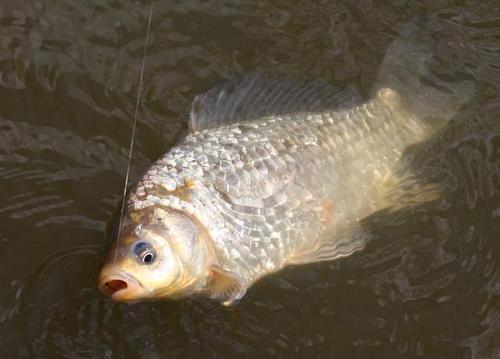 大棚钓鲫鱼三百一竿如何不亏反赚