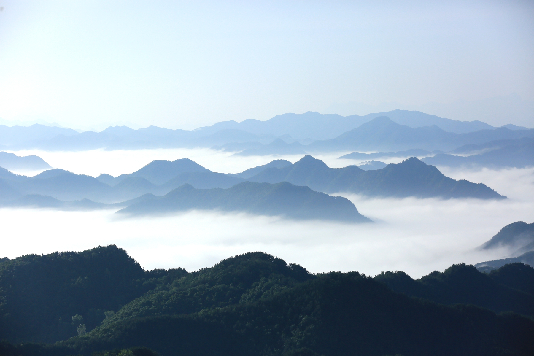端午节雨后初晴 栾川抱犊寨云海美如水墨画
