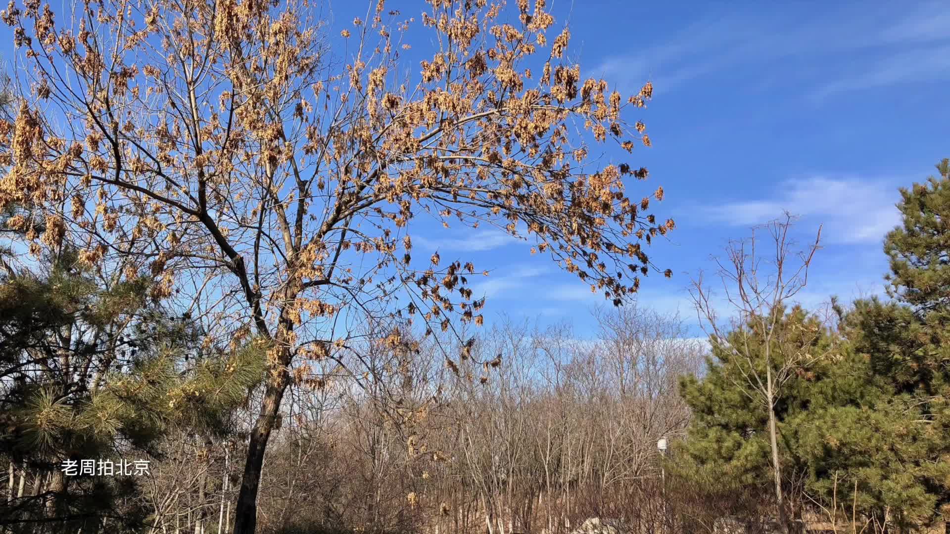 冬日景色:白蜡树,蓝天白云,北京奥森