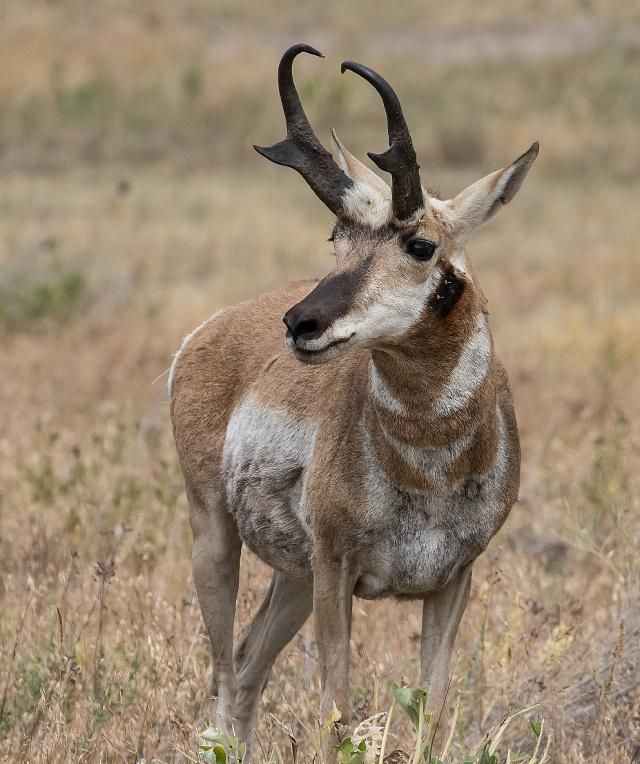 羚羊特征是长有空心而结实的角,是区别于牛,羊这一类的反刍动物_高清