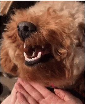 泰迪吃瓜子,还把皮吐在了主人手里,主人惊呆这狗是成精了吧