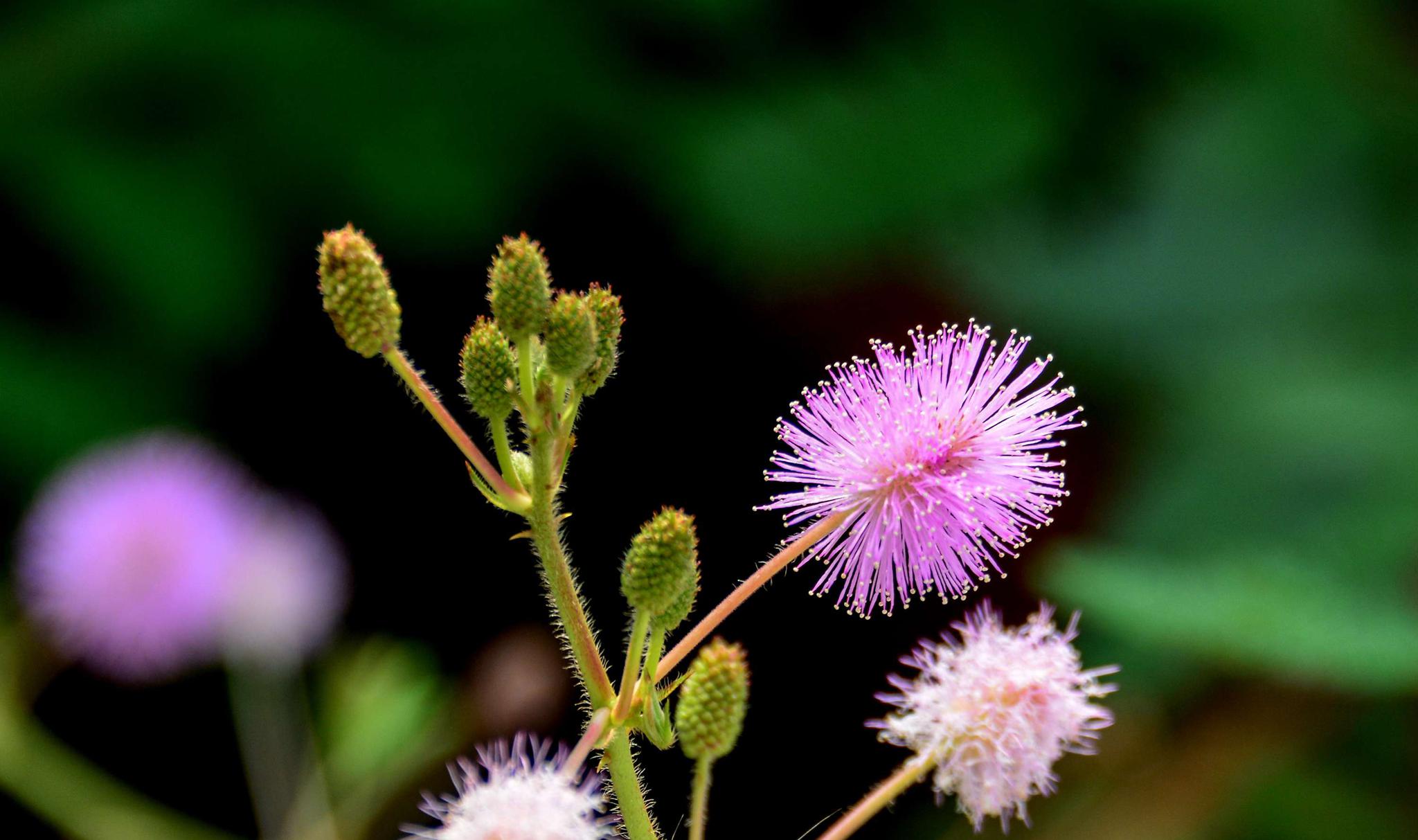 含羞草花 害羞 温暖的友情 高清图集 新浪网