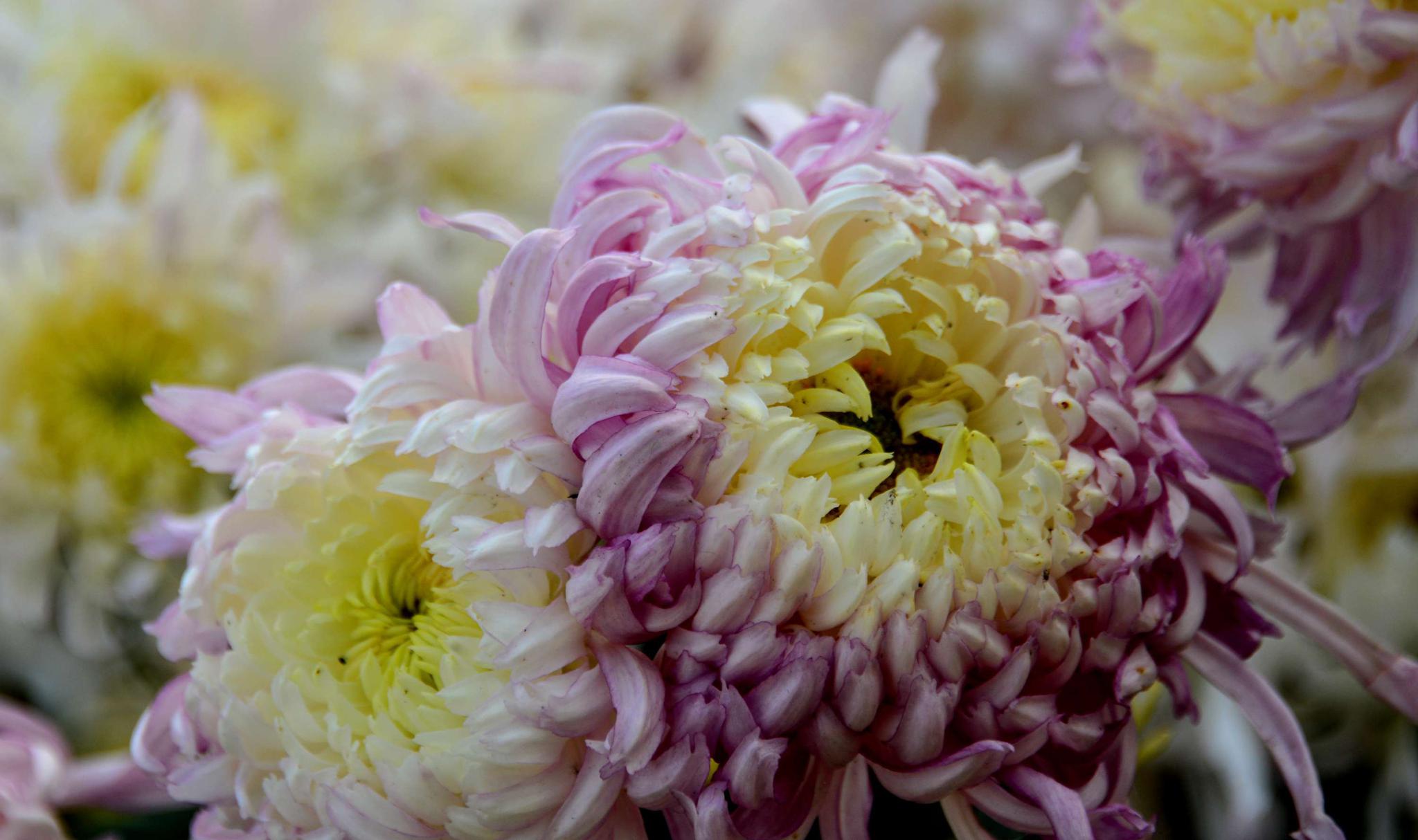 美丽粉嫩的食用菊花__财经头条