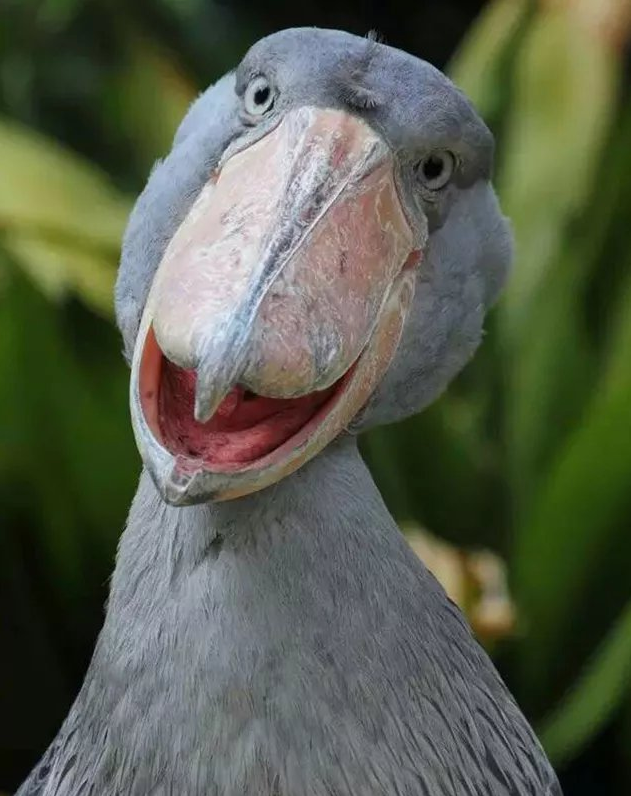 动物界最傻的鸟生来就是装傻卖萌由于太傻成世界保护动物