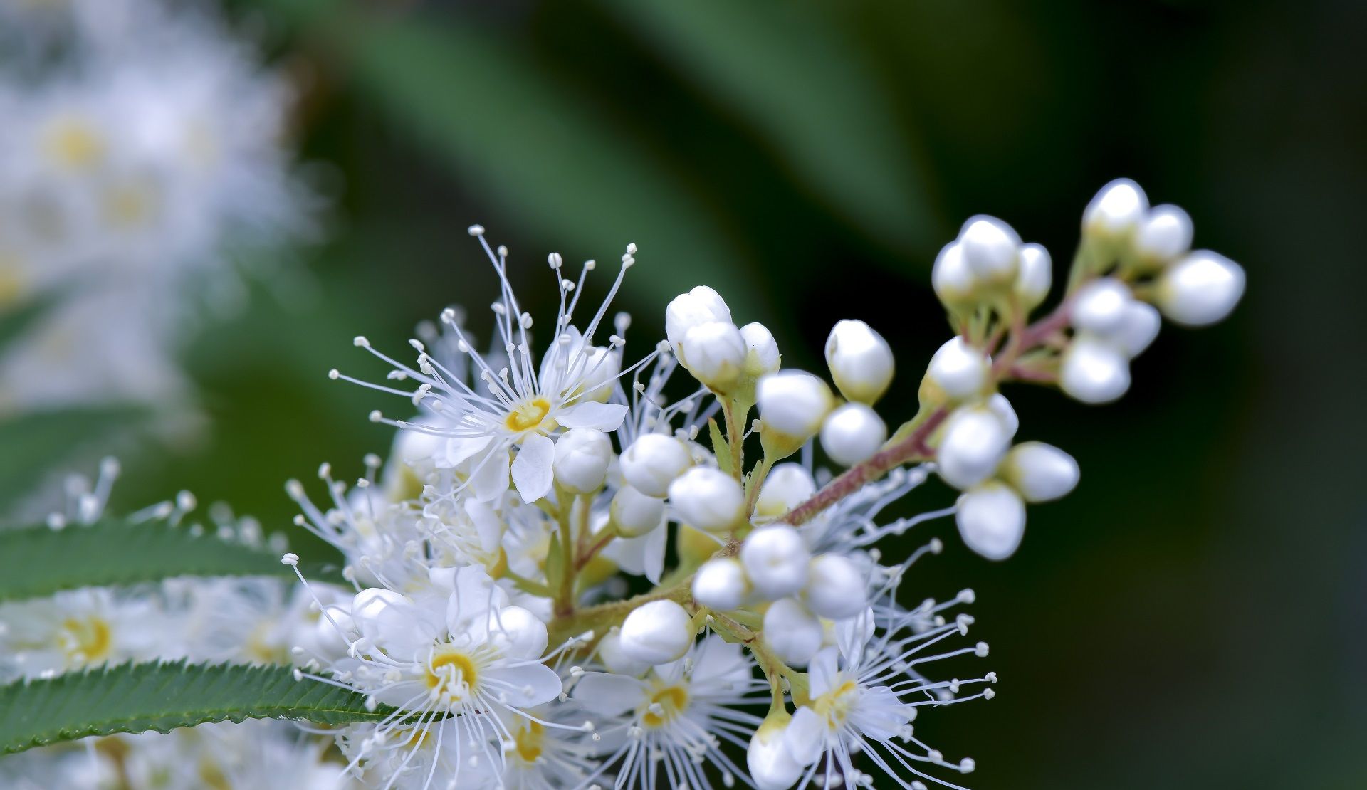 都说梅花傲雪但它虽然是梅花却偏偏选择在夏天盛开