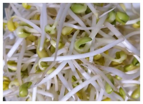 这5种最常见的蔬菜,长寿老人从来不吃,你也别再傻乎乎的每天吃|芽菜