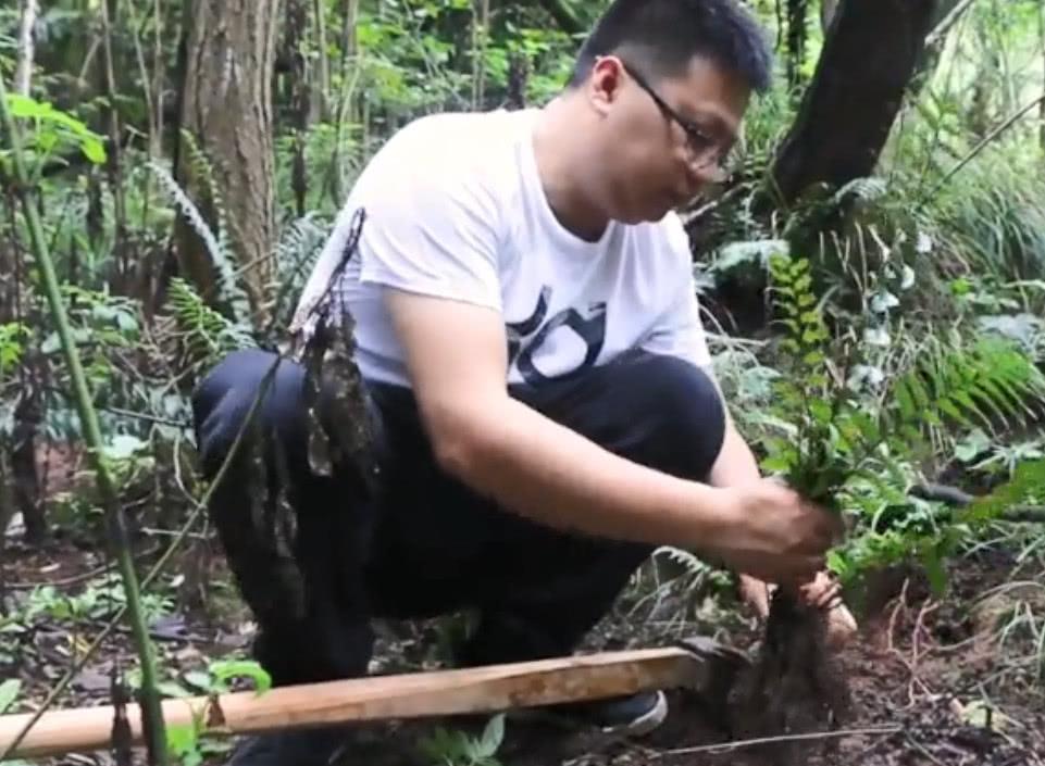 大山里这种长着根的乌鸡人称昏鸡头农村人都爱用它炖鸡汤