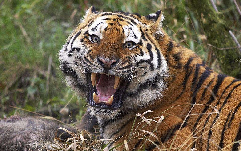 老虎攻击力虽强,但面对500公斤以上的野猪,是不是也没有办法?