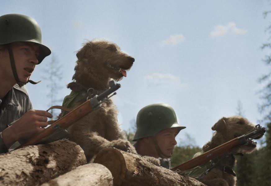 二战珍贵彩照,澳大利亚太拼命,750万人口拉出95万大军!