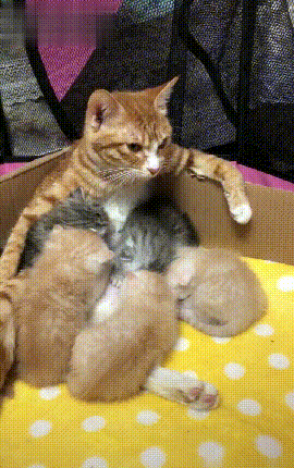 (宠物 猫咪 橘猫 )铲屎官:你这个喂奶的姿势,好霸气啊!