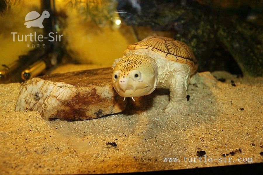 窄桥龟、窄桥蛋龟萌萌的外表下隐藏的竟是糙汉子的心|龟|鳖|水龟_新浪新闻