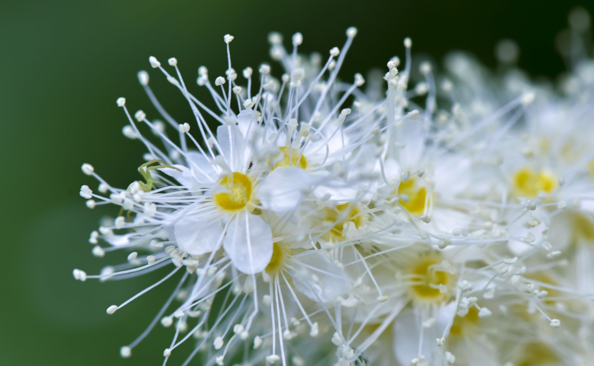 都说梅花傲雪但它虽然是梅花却偏偏选择在夏天盛开