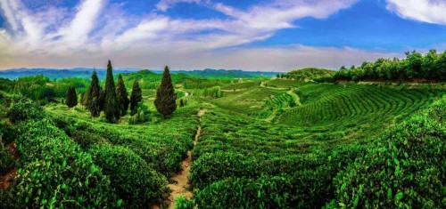 星期四农庄:有品质的天然澳洲茶树护肤专家__财经头条