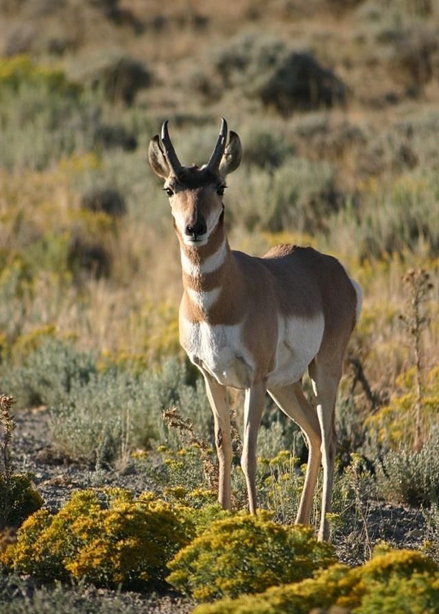 羚羊特征是长有空心而结实的角,是区别于牛,羊这一类的反刍动物