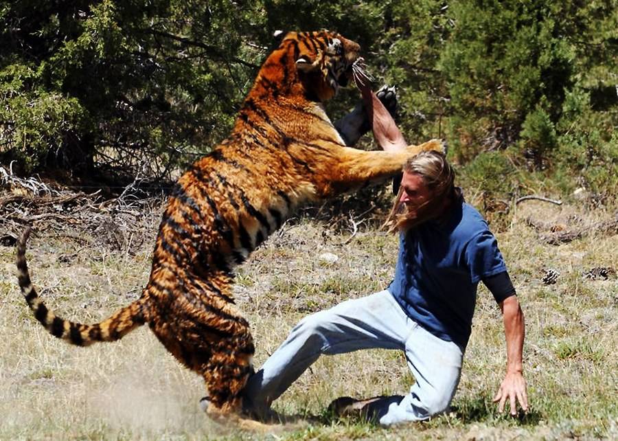 老虎攻击力虽强,但面对500公斤以上的野猪,是不是也没有办法?