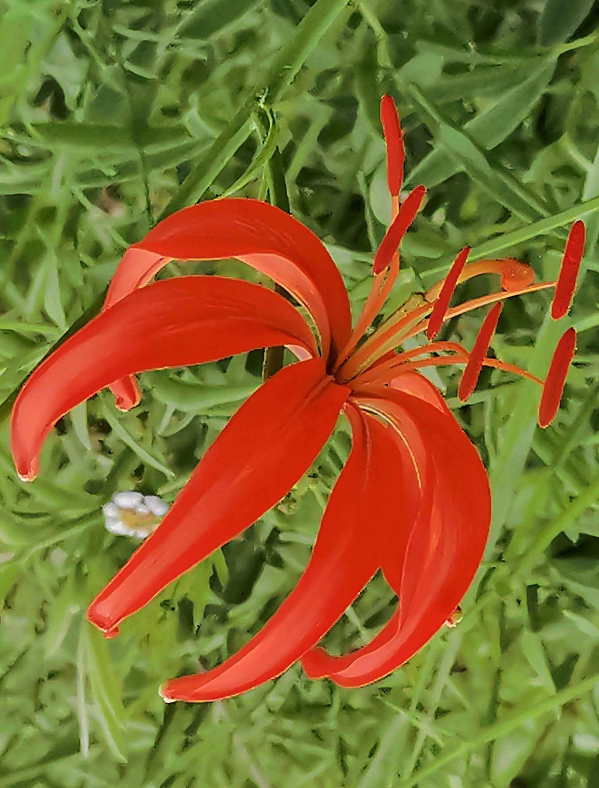 陕北高原一抹动人风景|《山坡坡上开满山丹丹花》(连载之十)