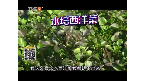 旱地种西洋菜会苦 舅父教你怎么种得好吃又不苦 快来学一下