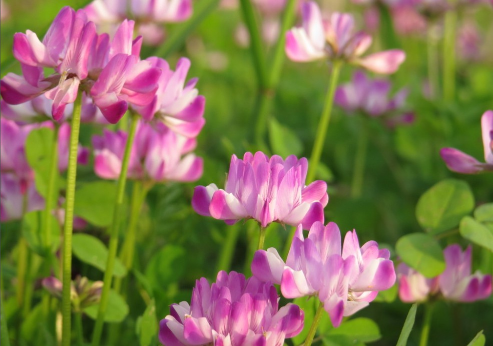 紫云英的拍摄要点及其技巧