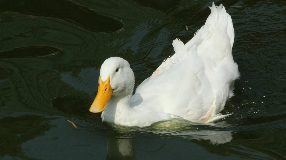 春天应该怎么样养育小鸭子在养殖的时候有什么需要注意的地方