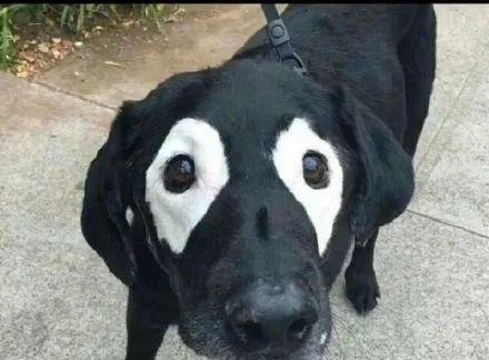 宠物狗比丑大赛,惨不忍睹!这些稀奇古怪的小家伙长得真别致