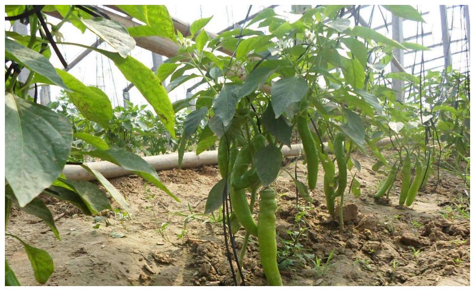 冬季春季辣椒為什么難坐果？農(nóng)民種植需掌握的幾點，收獲高產(chǎn)辣椒