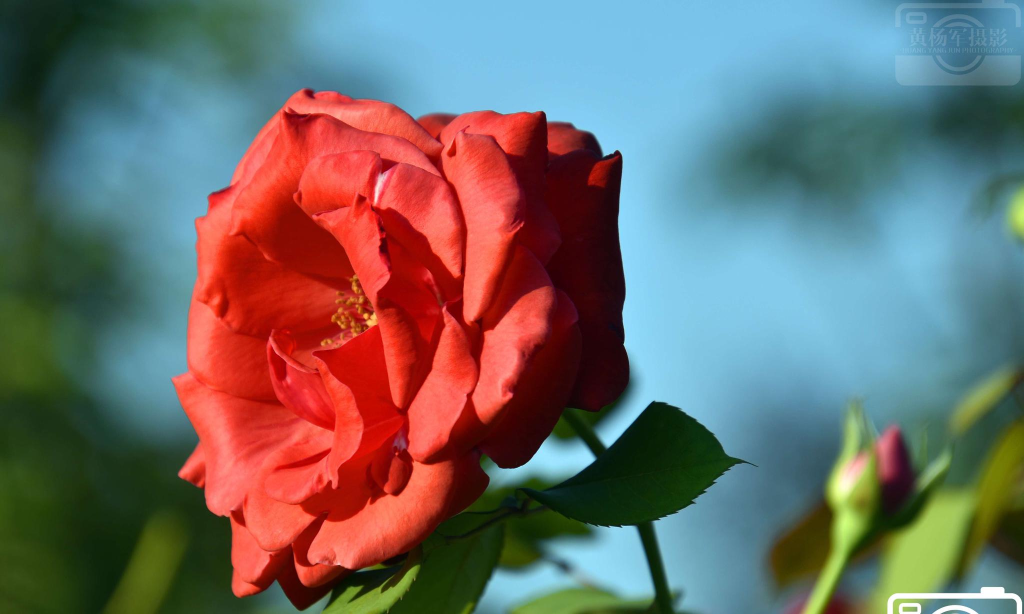 阳光下绽放的月季花