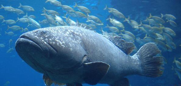 说到石斑鱼,相信大家第一个想到的这是一种非常美味的鱼类了,确实这种