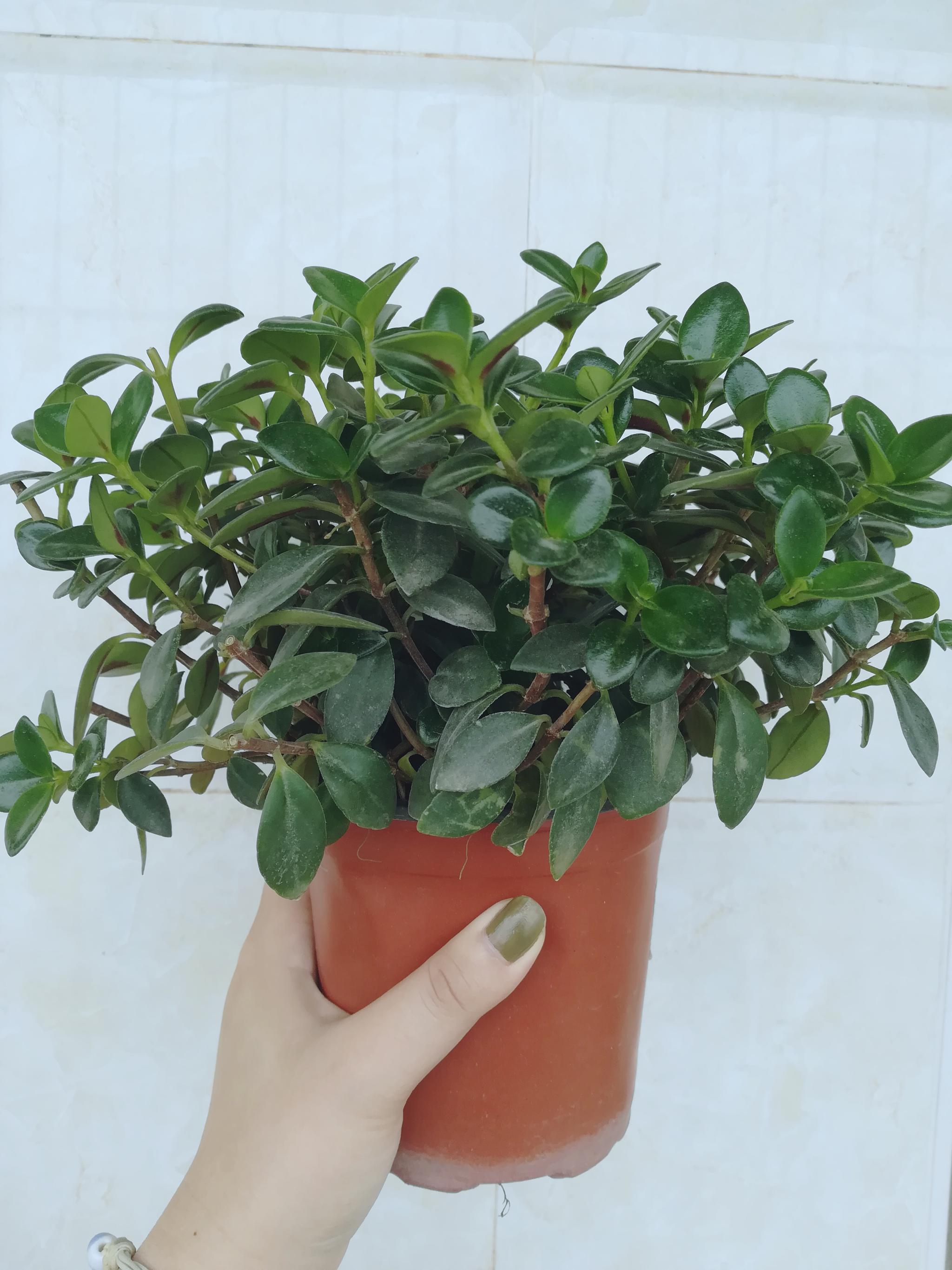 金鱼吊兰黄叶巧处理修剪一下颜值恢复