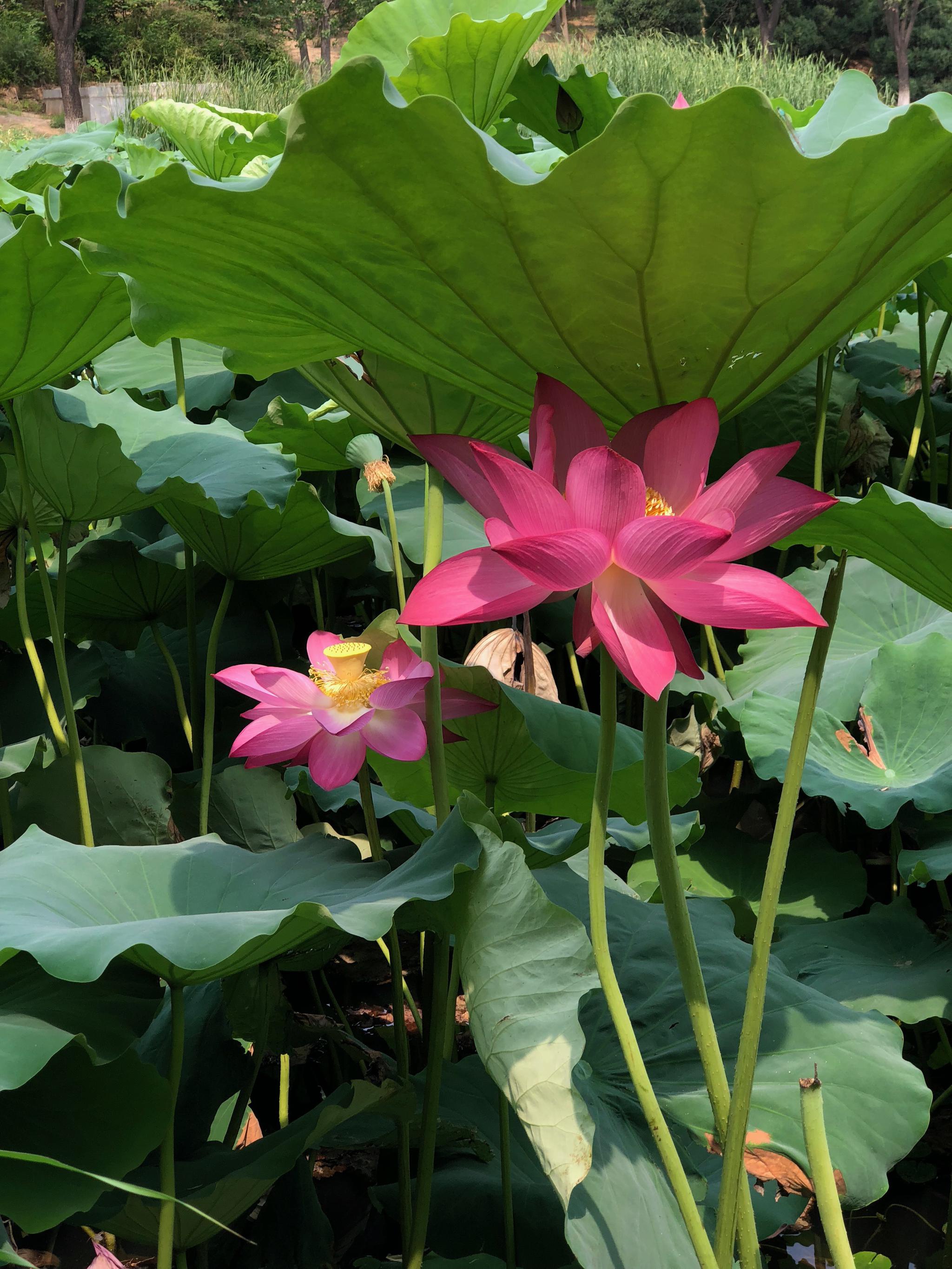 植物:荷花,北京奥森