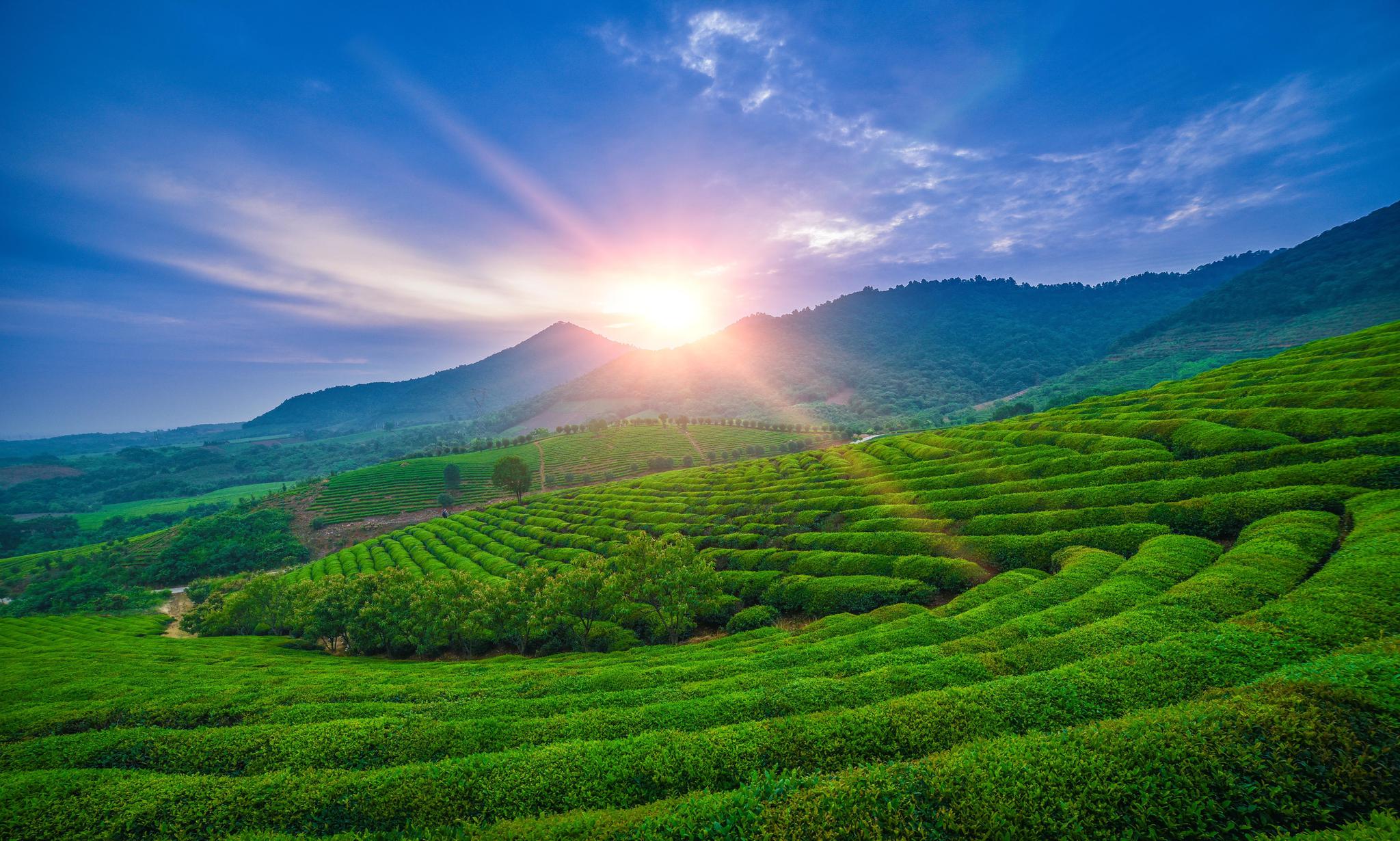 茶山|清明节|敬亭山_新浪新闻