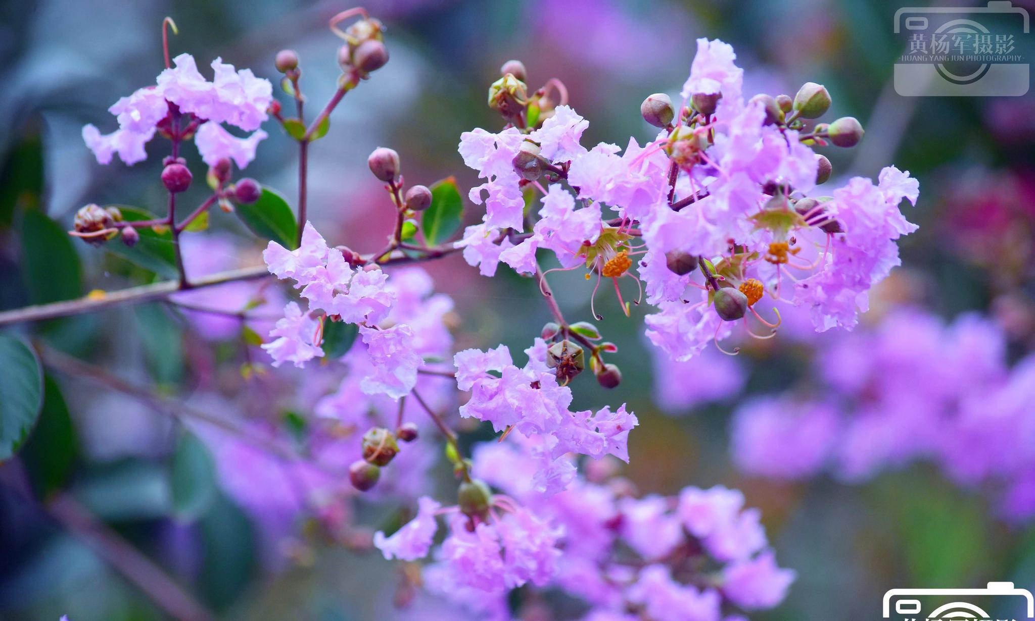 阴天盛开的紫薇花_高清图集_新浪网