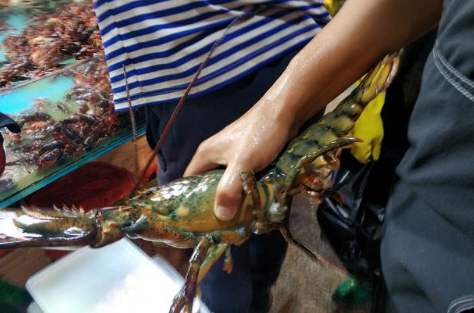 真实的青岛地下海鲜市场 一只大龙虾220元 明码标价放心购