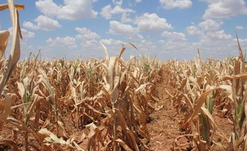 庄稼还没丰收就已枯萎,非洲农民蹲地里抹泪,各国专家前去指导