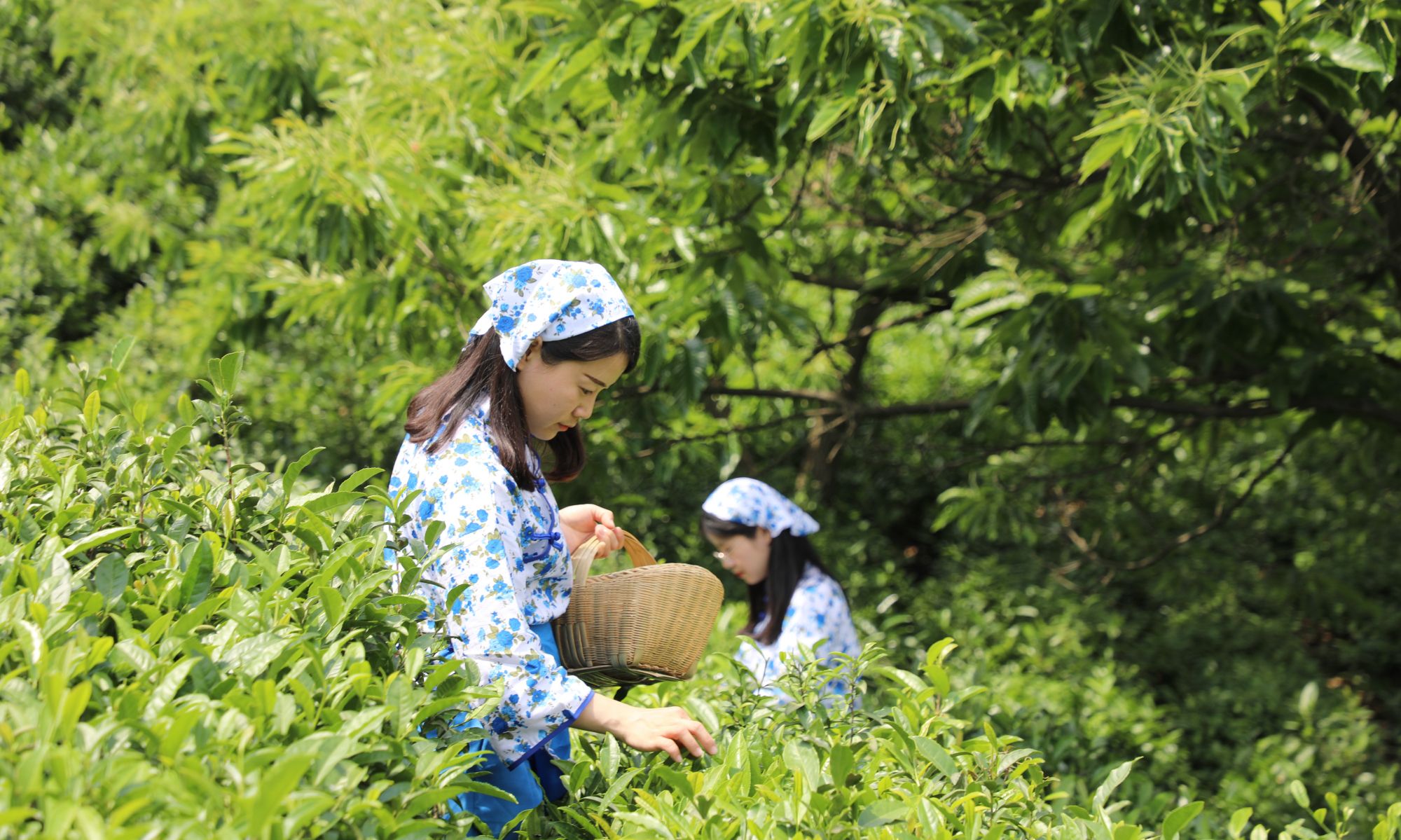 信阳毛尖茶采制技艺_国学网-国学经典-国学大师-国学常识-中国传统文化网